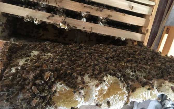 一箱蜜蜂一天吃多少糖? 蜜蜂