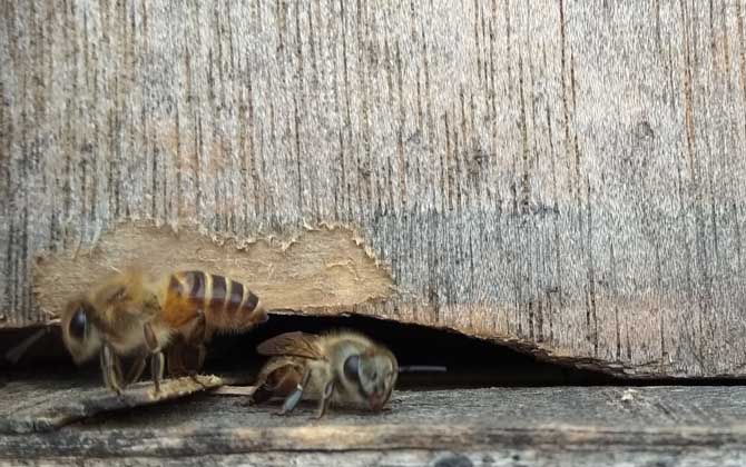 新蜜蜂認巢一般幾天? 認巢