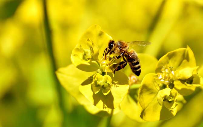 蜜蜂蟄了第二天越來越腫脹怎么辦? 蜜蜂