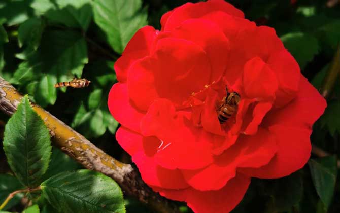 被蜜蜂蟄了擦什么藥膏? 蜜蜂