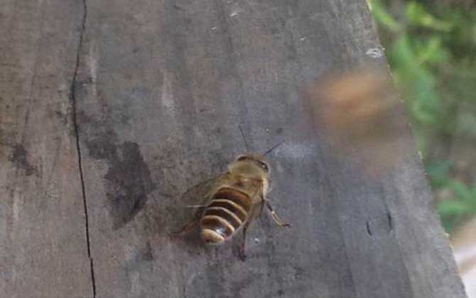 偵查蜂來后又不來了是什么原因? 偵查蜂