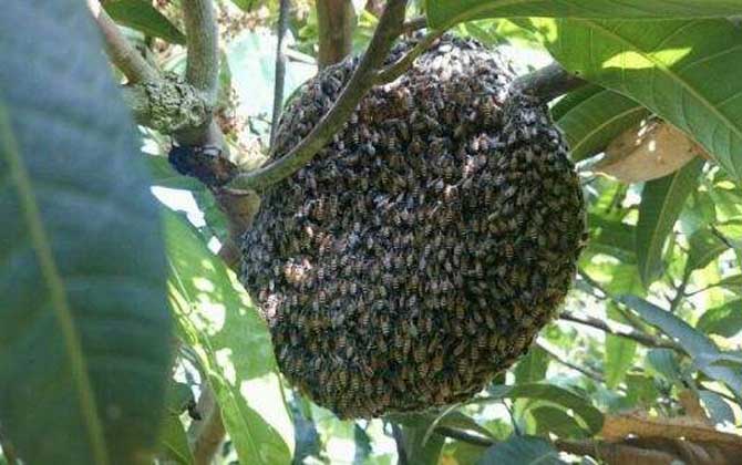 黑小蜜蜂能人工養(yǎng)殖嗎? 黑小蜜蜂