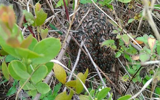 黑小蜜蜂能人工養(yǎng)殖嗎? 黑小蜜蜂