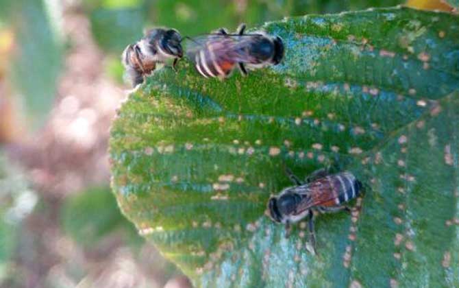 黑小蜜蜂蜇人有毒嗎? 黑小蜜蜂