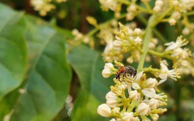 黑小蜜蜂的特點(diǎn)有哪些? 黑小蜜蜂