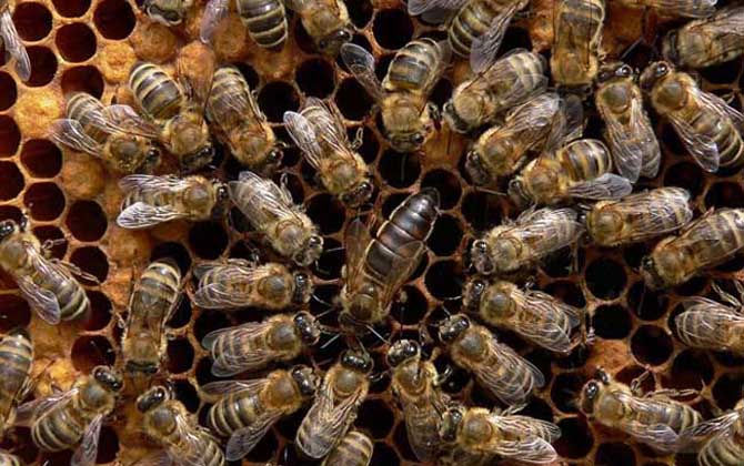 東北黑蜂高效養殖技術 東北黑蜂