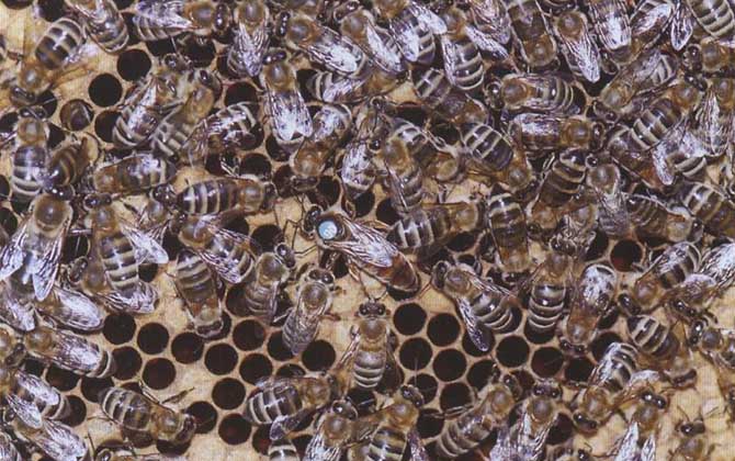 東北黑蜂可以定點養嗎? 東北黑蜂