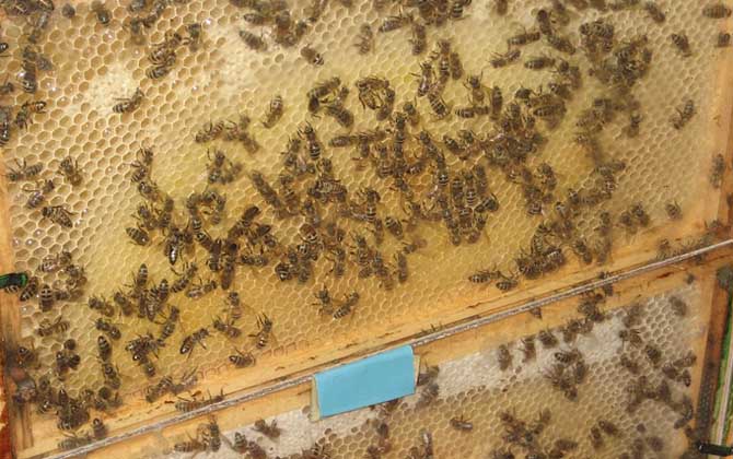 蜜蜂春繁管理技術(shù) 蜜蜂春繁技術(shù)