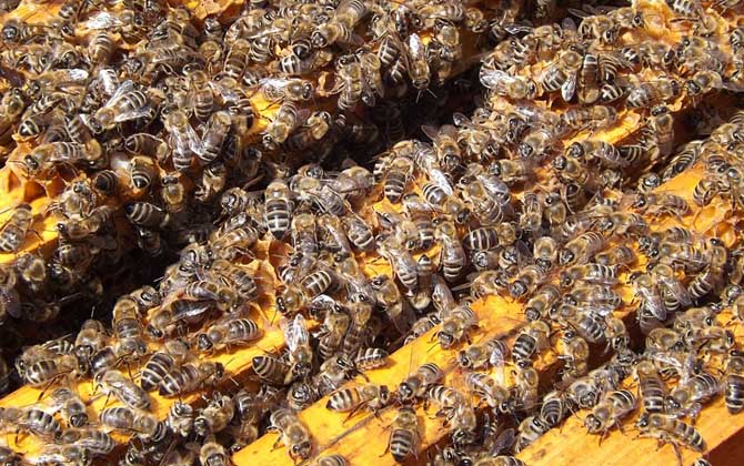 蜜蜂春繁管理技術(shù) 蜜蜂春繁技術(shù)