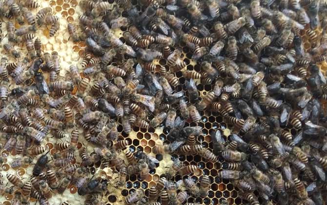 一脾蜜蜂春季怎么快速繁殖? 蜜蜂春季繁殖
