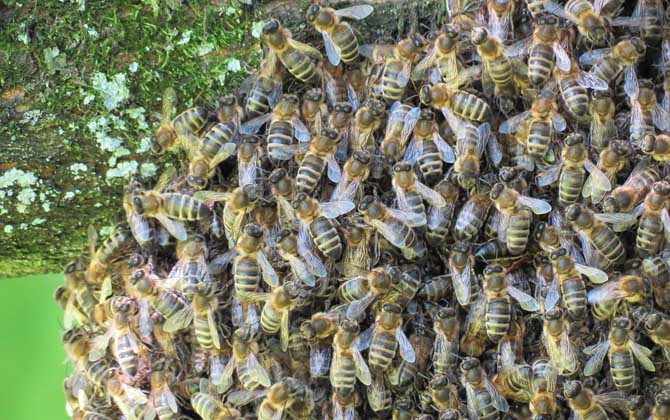 野蜜蜂怎么養才不會走? 野蜜蜂怎么養