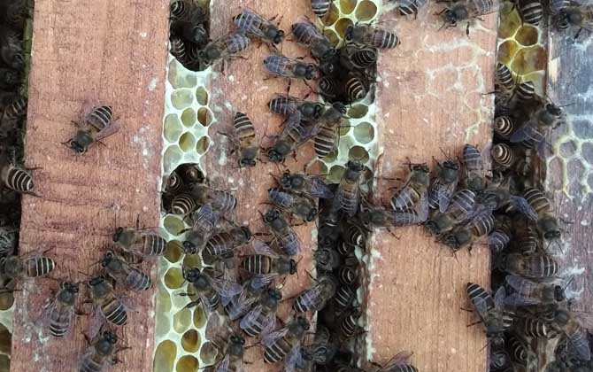 中蜂雙王群高效養殖技術 中蜂雙王群