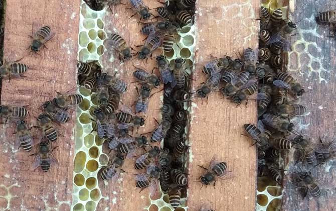 中蜂雙王群的優(yōu)點和缺點 中蜂雙王群