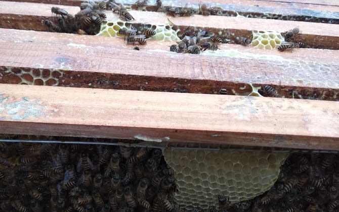 中蜂過箱后為什么跑了? 中蜂過箱