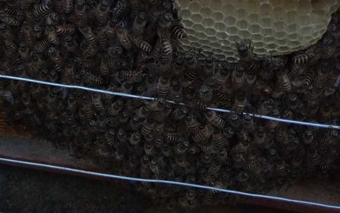 中蜂喂什么繁殖快? 中蜂