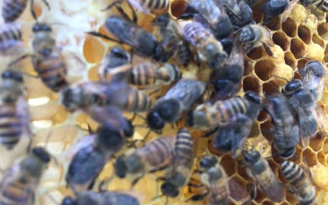 蜂群在什么時候會圍王? 蜂群圍王