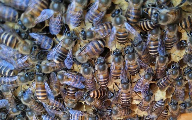 中蜂介王最快的方法 中蜂介王