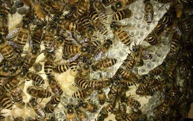 中蜂雙王群有哪些難點? 中蜂雙王群