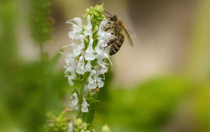 蜂王為什么會帶領蜂群逃跑? 蜂王為什么逃跑