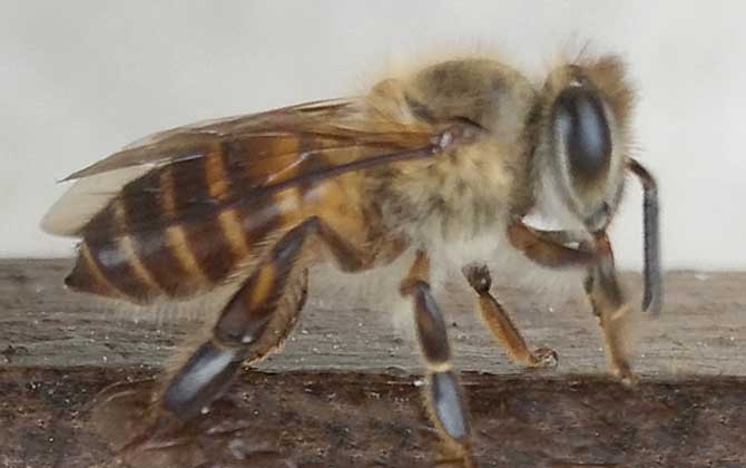 中蜂如何用雙王養成強群? 中蜂雙王群