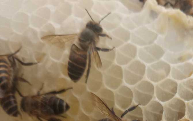 中蜂如何用雙王養成強群? 中蜂雙王群