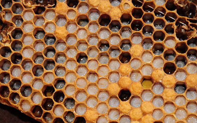 新手要了解哪些養蜂知識? 養蜂知識