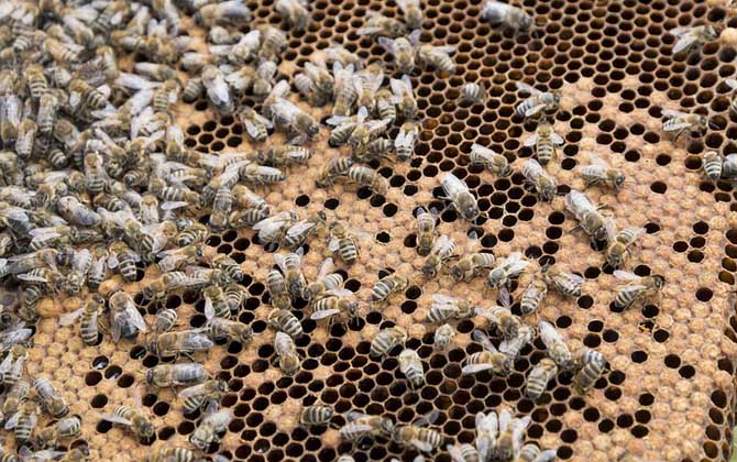 新手要了解哪些養蜂知識? 養蜂知識