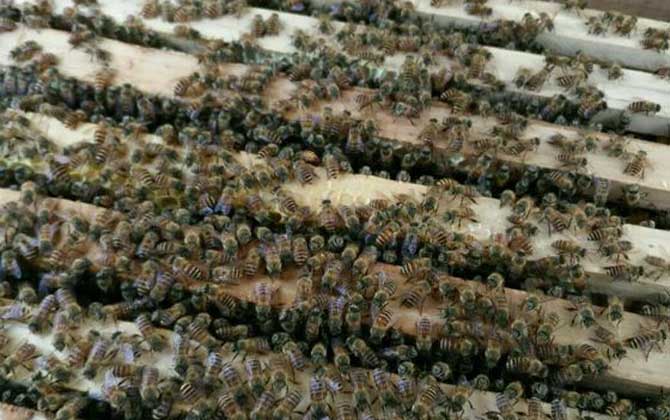 家庭養(yǎng)蜂技術(shù)及注意事項(xiàng) 家庭養(yǎng)蜂技術(shù)