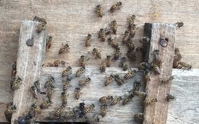 家庭養(yǎng)蜂技術(shù)及注意事項(xiàng) 家庭養(yǎng)蜂技術(shù)