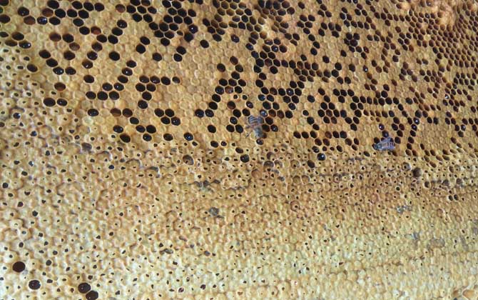 蜜蜂為什么不造脾? 蜜蜂不造脾