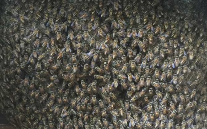 新手養蜂要掌握哪些技術? 新手養蜂