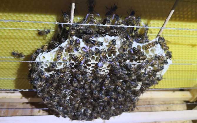 割蜜后為什么蜜蜂出逃? 蜜蜂