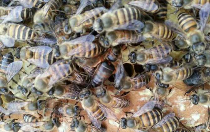 蜜蜂養殖有哪些秘訣? 蜜蜂養殖