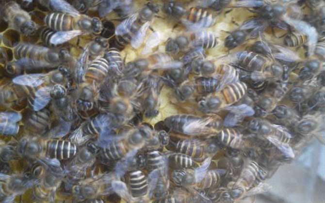 蜜蜂養殖有哪些秘訣? 蜜蜂養殖