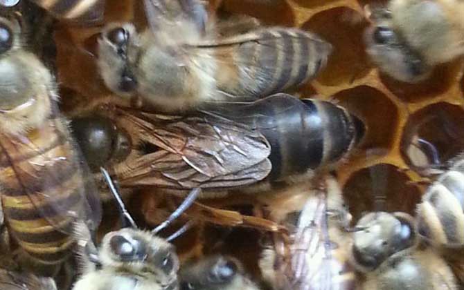 怎么引來蜜蜂自己養(yǎng)殖? 怎么引來蜜蜂