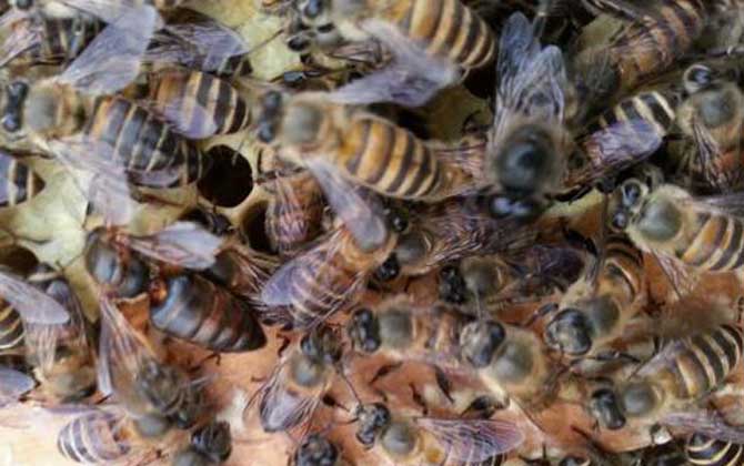 怎么引來蜜蜂自己養(yǎng)殖? 怎么引來蜜蜂