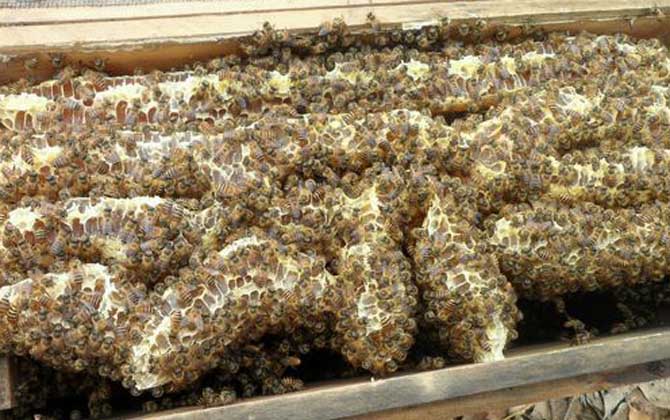 怎么正確給蜜蜂加脾? 蜜蜂加脾