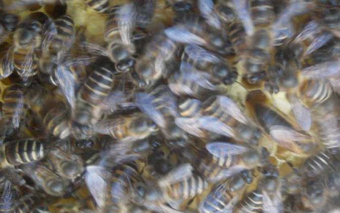 怎么正確給蜜蜂加脾? 蜜蜂加脾