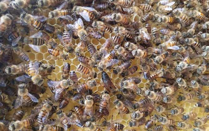 新收的蜜蜂要關幾天蜂王? 蜜蜂關幾天王