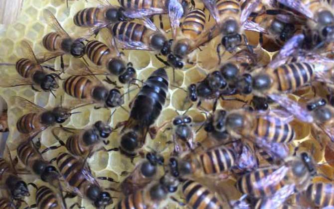 蜜蜂冬天怎么喂養才安全? 蜜蜂