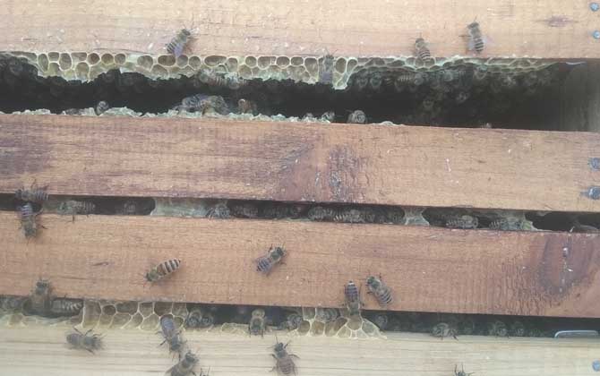 大蜂箱好還是小蜂箱好? 蜂箱