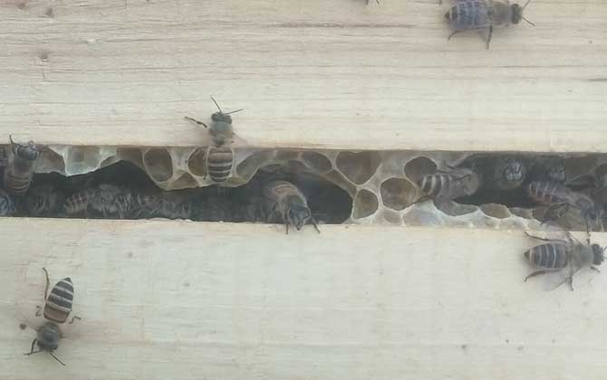 大蜂箱好還是小蜂箱好? 蜂箱