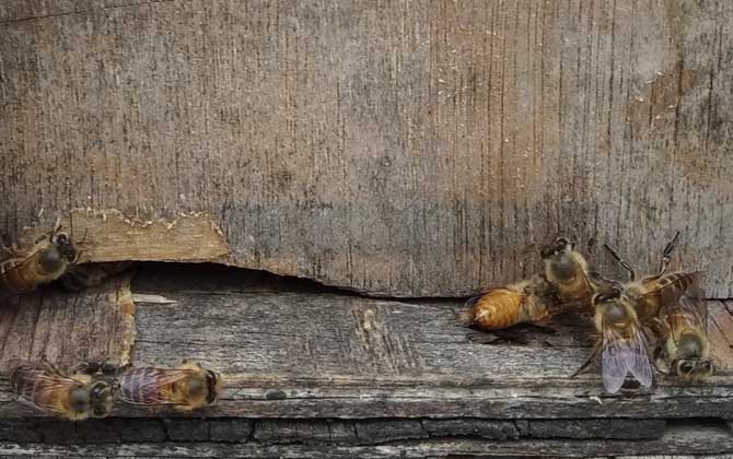 空蜂箱用什么吸引蜜蜂? 蜜蜂