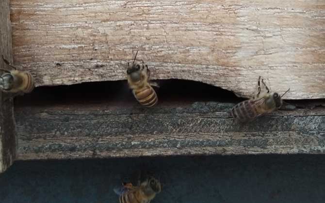 農村土蜜蜂高效養殖技術 蜜蜂養殖