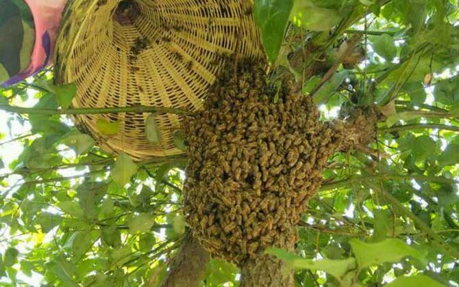 野生蜜蜂怎么抓到蜂王? 野生蜜蜂