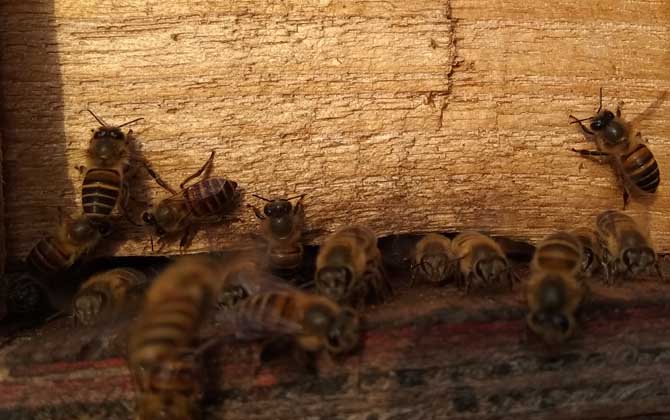 養(yǎng)蜜蜂的技巧有哪些? 養(yǎng)蜂技巧