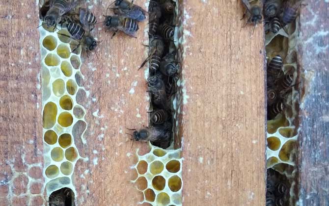 失王蜂群會自己造王嗎? 蜂群失王