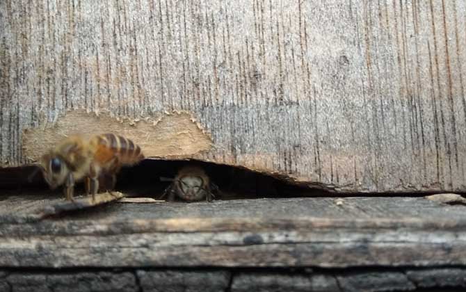 失王蜂群會自己造王嗎? 蜂群失王