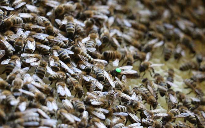 蜜蜂春繁技巧及注意事項(xiàng) 蜜蜂