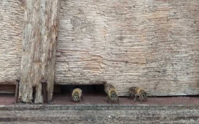 冬天蜜蜂出來飛怎么辦? 蜜蜂